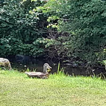 Natural Kemping St Mullins